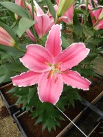 [5239 Marlon NES No01.JPG]